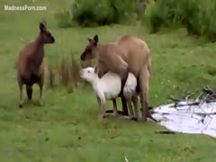 Fuck hungry kangaroo is having intercourse with a sheep